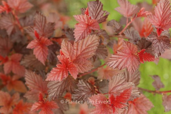 Physocarpus opulifolius 'Lady in Red'