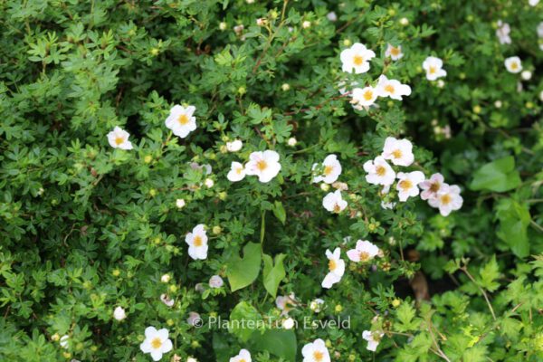 Potentilla fruticosa 'Princess'