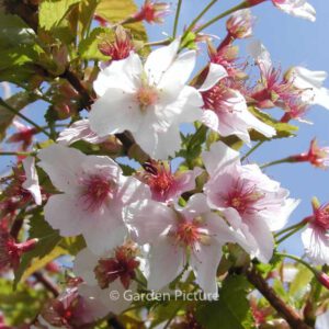 Prunus kurilensis 'Brilliant'