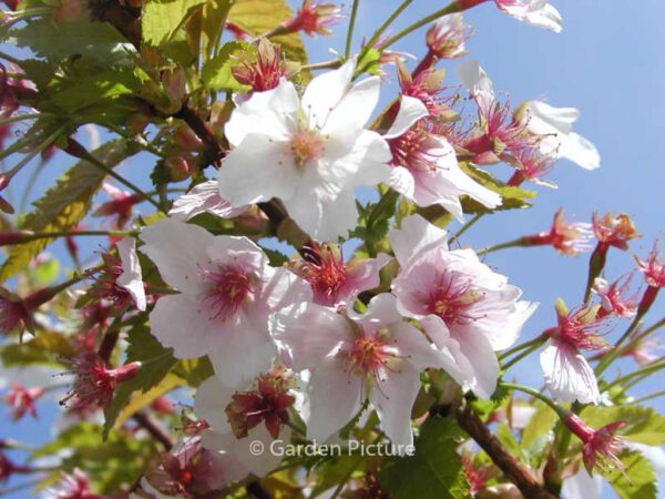 Prunus kurilensis 'Brilliant'