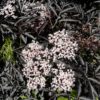 Sambucus nigra 'Black Lace'