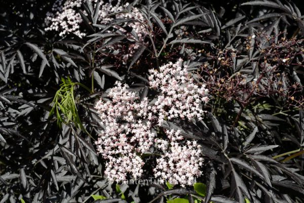 Sambucus nigra 'Black Lace'