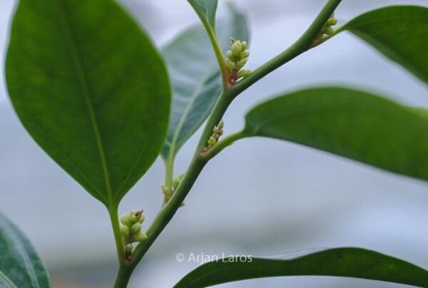 Sarcococca coriacea