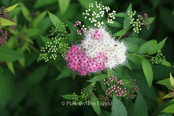 Spiraea japonica 'Shirobana'