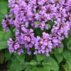 Stachys grandiflora 'Superba'