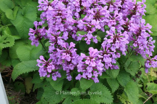 Stachys grandiflora 'Superba'