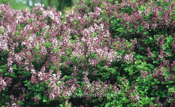 Syringa velutina