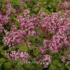 Syringa meyeri 'Bloomerang'