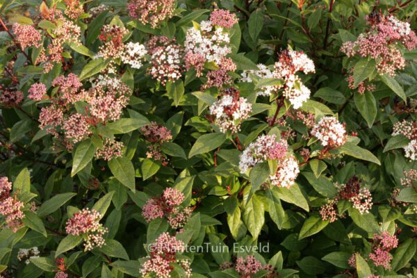 Viburnum tinus 'Spirit'