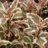 Weigela florida 'Monet'