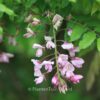 Wisteria floribunda 'Alborosea'