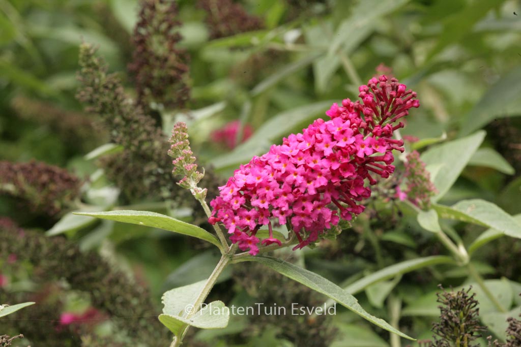 Buddleja Davidii ‘miss Ruby Plantentuin Esveld 6951