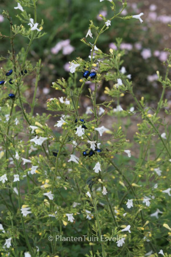 Calamintha nepeta 'Weisser Riese' - Afbeelding 2