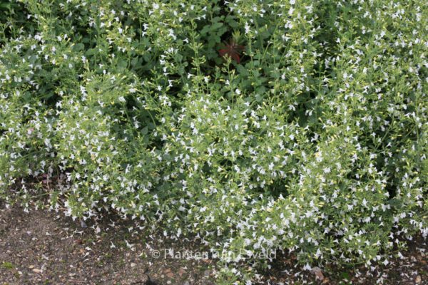 Calamintha nepeta 'Weisser Riese'