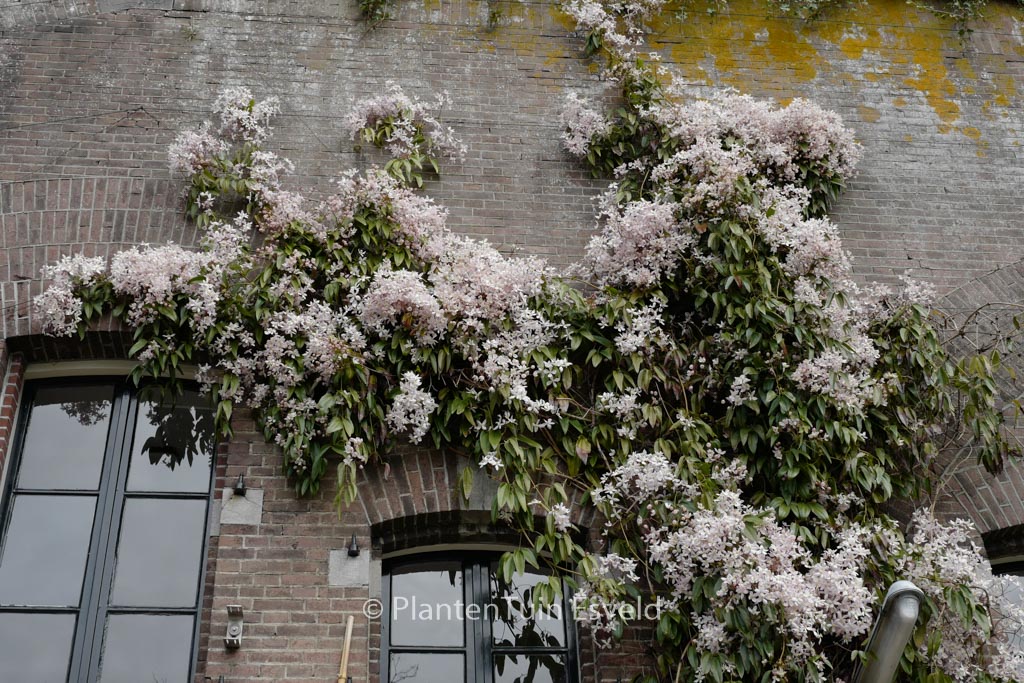 Clematis Apple Blossom Plantentuin Esveld