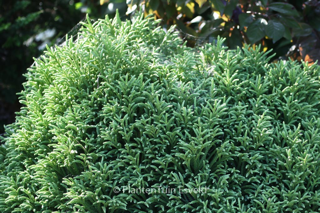 Cryptomeria japonica ‘Little Champion’ – Plantentuin Esveld