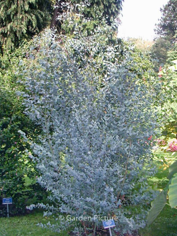 Eucalyptus gunnii - Afbeelding 2