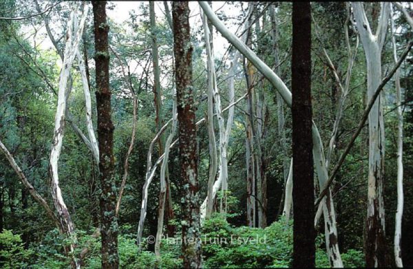 Eucalyptus gunnii - Afbeelding 3