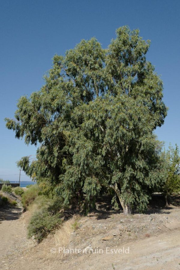 Eucalyptus gunnii - Afbeelding 5