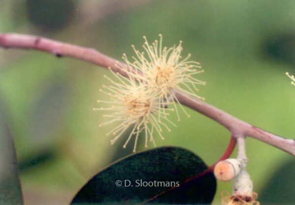 Eucalyptus gunnii - Afbeelding 6