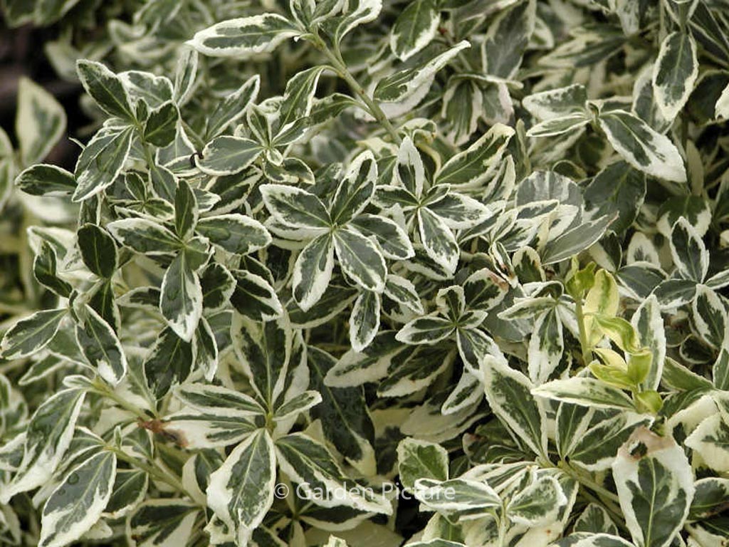 Euonymus Fortunei Gracilis Plantentuin Esveld