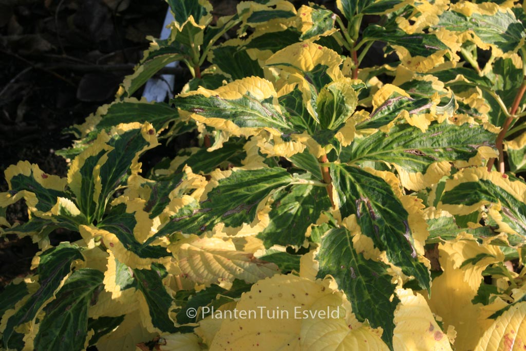 Hydrangea macrophylla 'Goldrush'