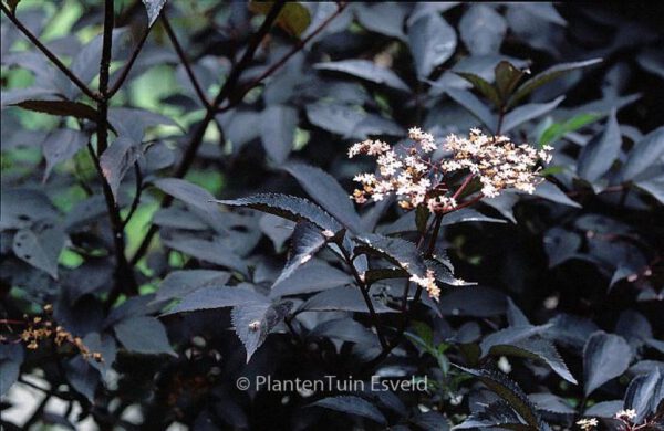 Sambucus nigra 'Gerda' (BLACK BEAUTY) - Afbeelding 4