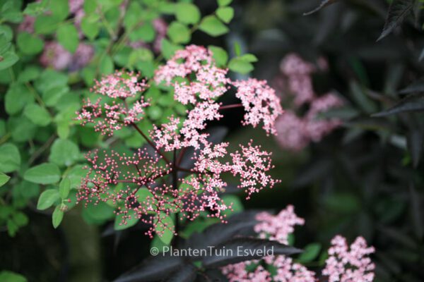 Sambucus nigra 'Gerda' (BLACK BEAUTY) - Afbeelding 6