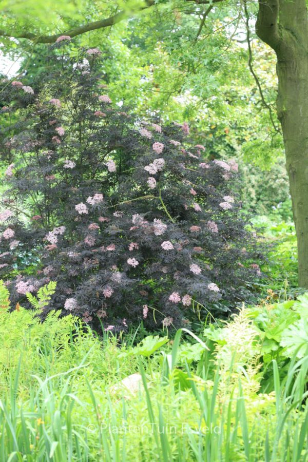 Sambucus nigra 'Gerda' (BLACK BEAUTY) - Afbeelding 8