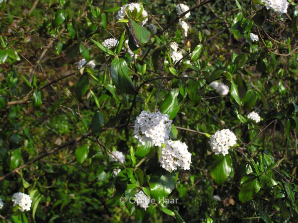 Viburnum 'Eskimo' - Afbeelding 7