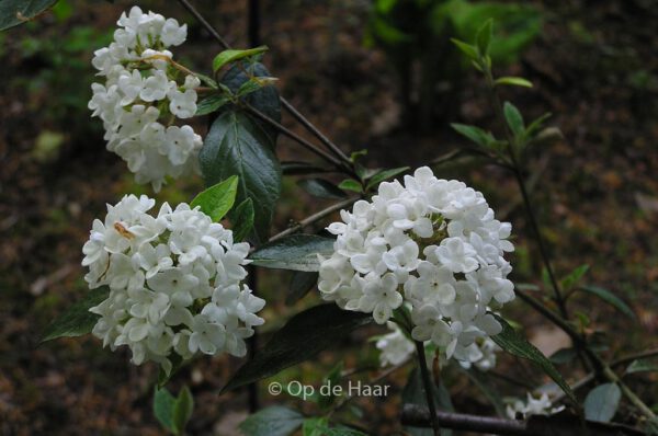 Viburnum 'Eskimo' - Afbeelding 8