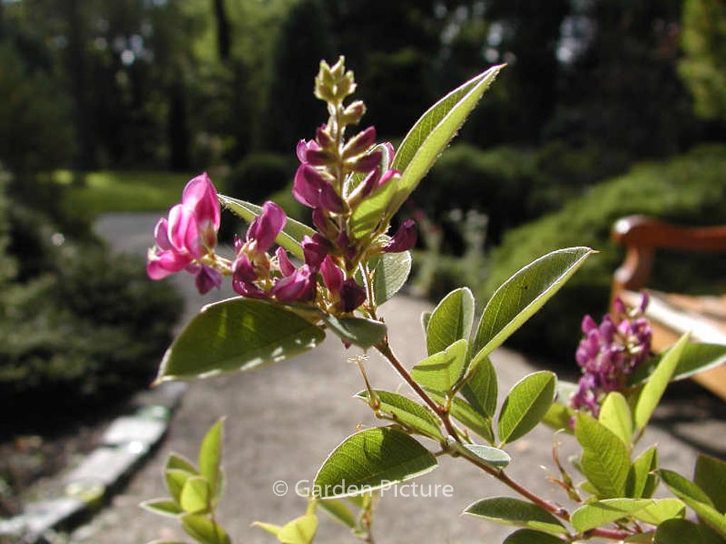 Lespedeza Buergeri Plantentuin Esveld