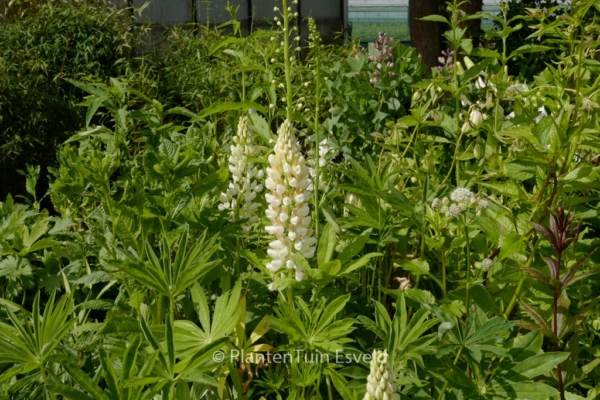 Lupinus 'Gallery White' - Afbeelding 2