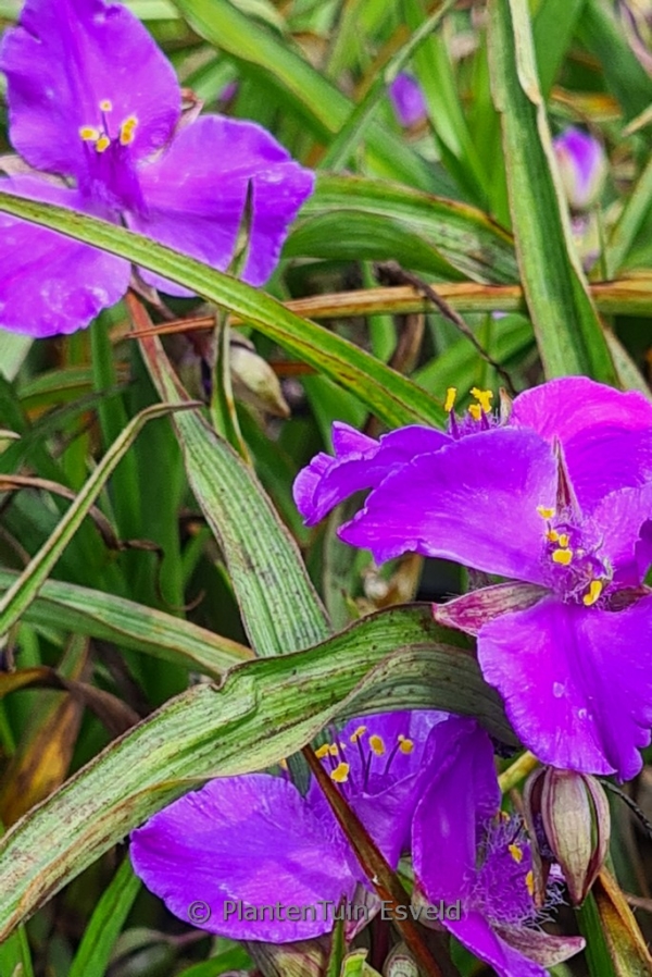 Tradescantia andersoniana 'Good Luck' - Afbeelding 2