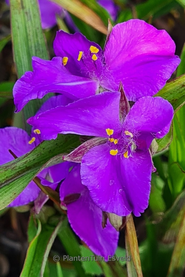 Tradescantia andersoniana 'Good Luck' - Afbeelding 3