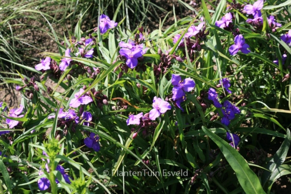 Tradescantia andersoniana 'Good Luck'