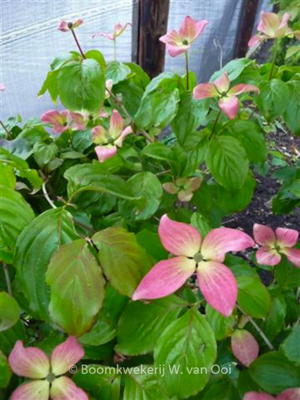 Cornus kousa 'Peve Satomi Compact' - Afbeelding 2