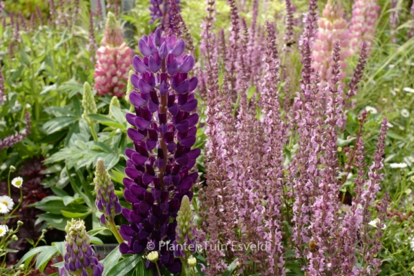 Lupinus 'Gallery Blue' - Afbeelding 2