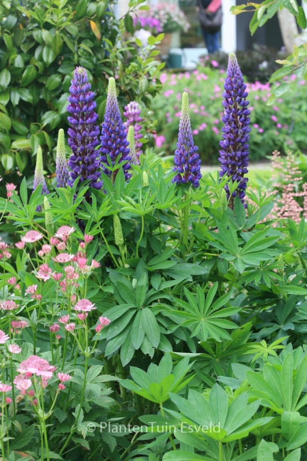 Lupinus 'Gallery Blue' - Afbeelding 3