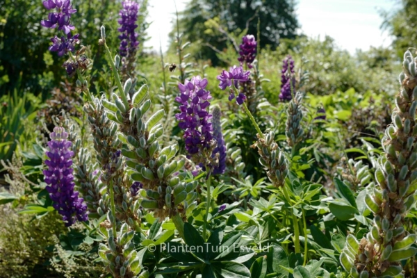 Lupinus 'Gallery Blue' - Afbeelding 4