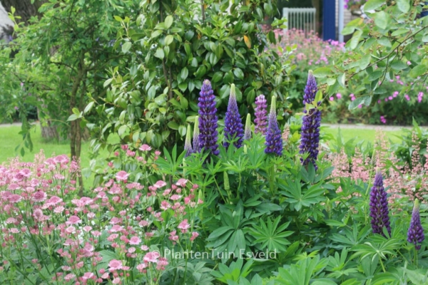 Lupinus 'Gallery Blue'