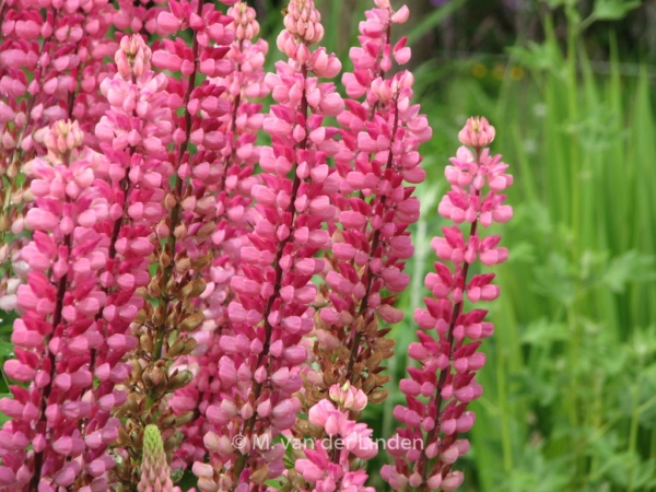 Lupinus 'Gallery Red' - Afbeelding 2