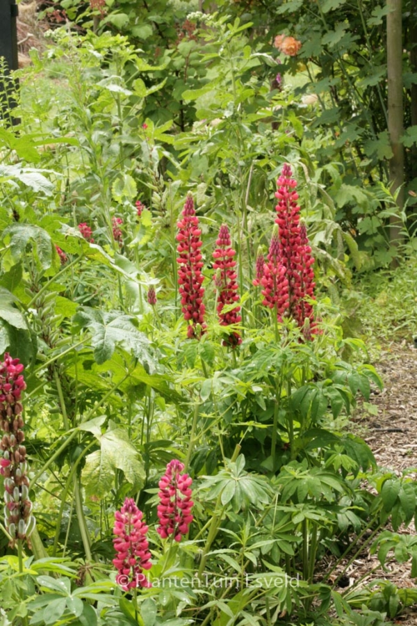 Lupinus 'Gallery Red' - Afbeelding 3