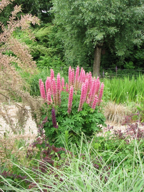 Lupinus 'Gallery Red' - Afbeelding 4