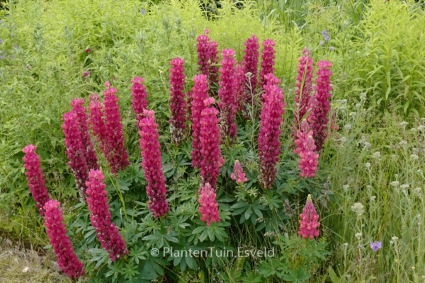 Lupinus 'Gallery Red' - Afbeelding 6