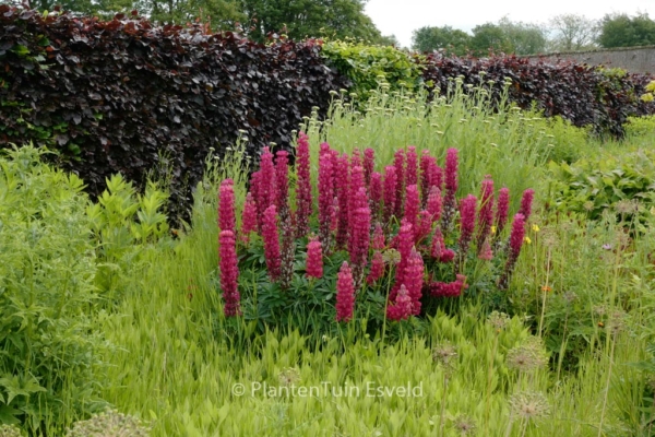 Lupinus 'Gallery Red' - Afbeelding 7