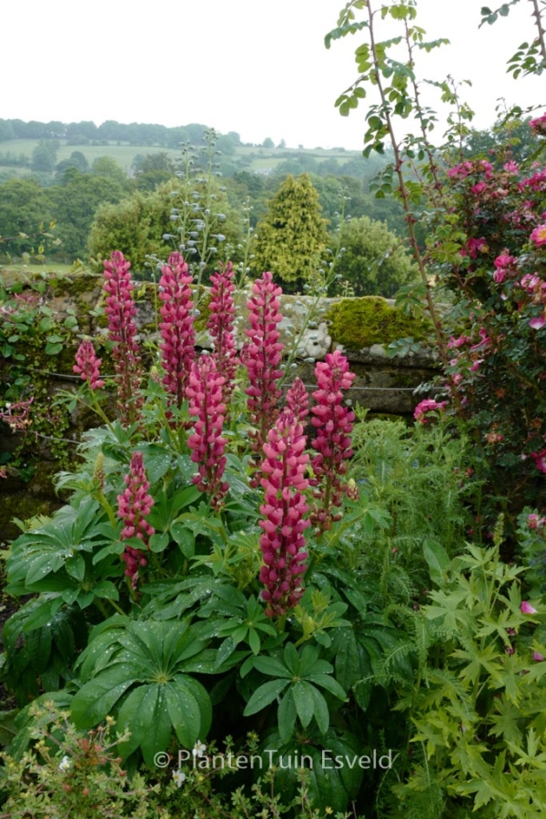 Lupinus 'Gallery Red' - Afbeelding 8