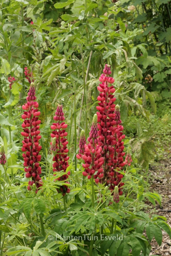 Lupinus 'Gallery Red'