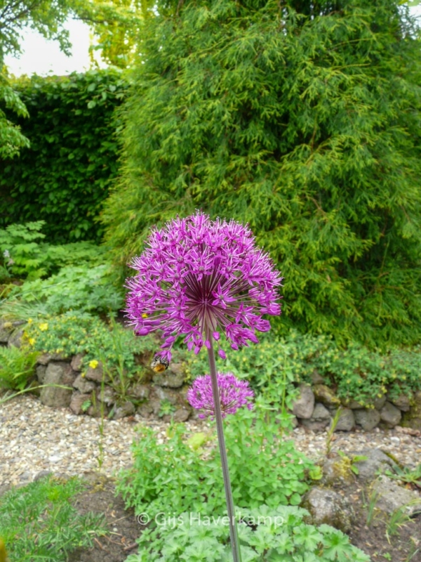 Allium 'Purple Sensation' - Afbeelding 4