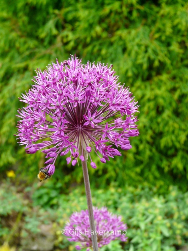 Allium 'Purple Sensation' - Afbeelding 5